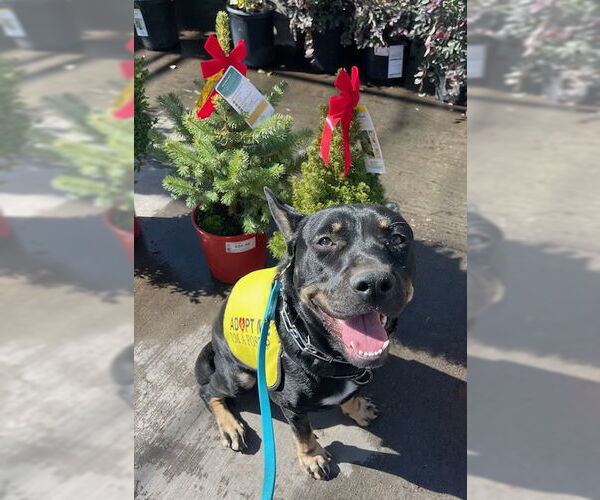 Medium Photo #5 Doberman Pinscher-Staffordshire Bull Terrier Mix Puppy For Sale in Woodland Hills, CA, USA