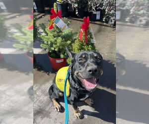 VITO - Male Doberman Pinscher-Staffordshire Bull Terrier Mix Dog for Adoption - Photo #5