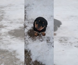 Rottweiler Puppy for Sale in GENEVA, New York USA