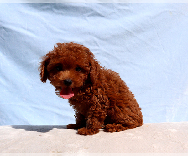 Medium Photo #5 Poodle (Toy) Puppy For Sale in LOS ANGELES, CA, USA