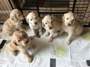 Goldendoodle Puppy for sale in GOODYEAR, AZ, USA