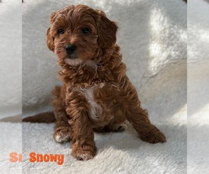 Cavapoo-Poodle (Miniature) Mix Litter for sale in STATEN ISLAND, NY, USA