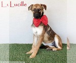 Lucille - Female German Shepherd Dog-Unknown Mix Dog for Adoption - Small photo