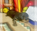 Small #7 Yorkshire Terrier