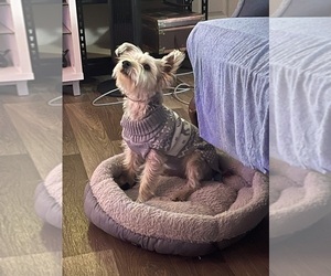Father of the Yorkshire Terrier puppies born on 06/04/2025