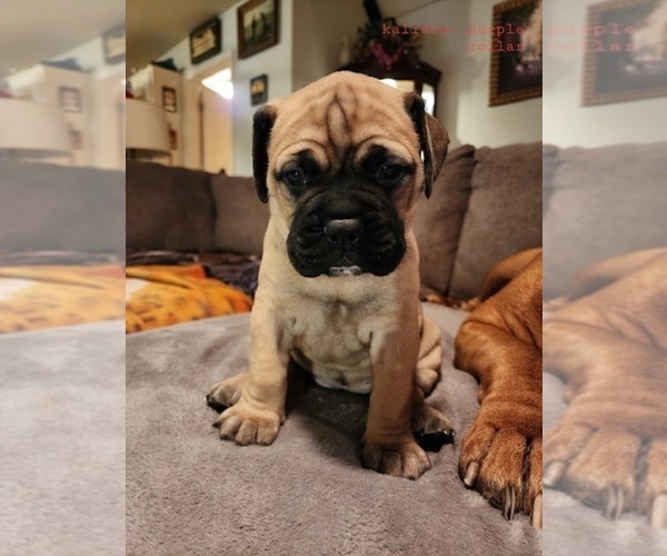 Medium Photo #1 Bullmastiff Puppy For Sale in BROKEN ARROW, OK, USA