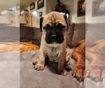 Small Photo #1 Bullmastiff Puppy For Sale in BROKEN ARROW, OK, USA