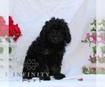 Small #1 Cavapoo