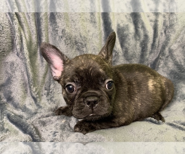 Medium Photo #11 French Bulldog Puppy For Sale in MBORO, TN, USA