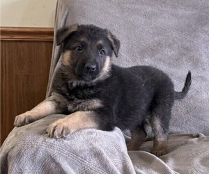German Shepherd Dog Puppy for sale in THORP, WI, USA