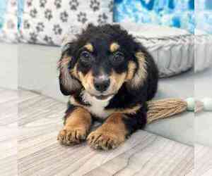 Bernedoodle Puppy for sale in MARIETTA, GA, USA