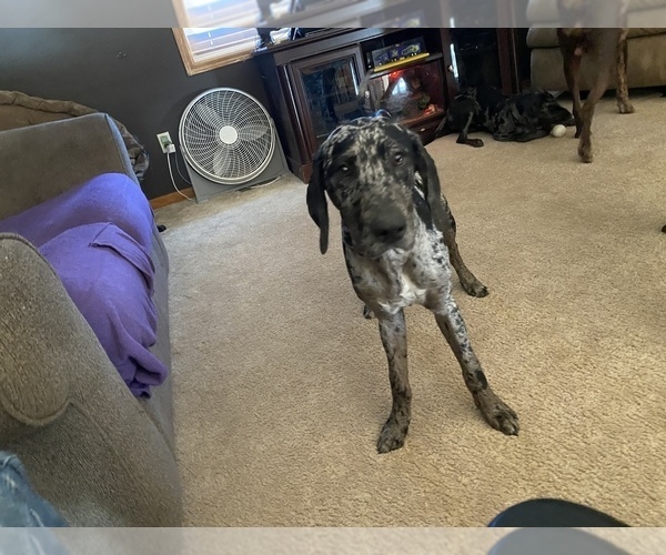 Full screen Photo #6 Catahoula Leopard Dog Puppy For Sale in ELK RIVER, MN, USA