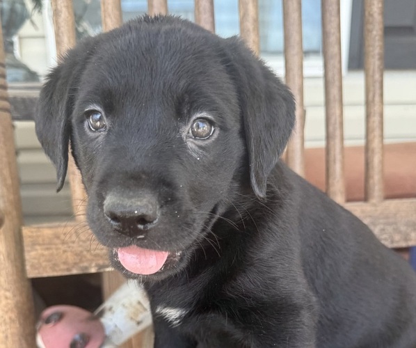 Medium Photo #20 Labrador Retriever Puppy For Sale in SPOTSYLVANIA, VA, USA