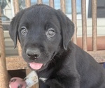 Small #19 Labrador Retriever