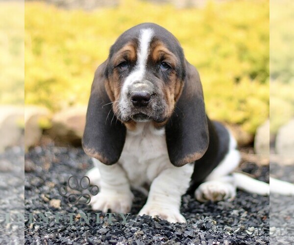 Medium Photo #1 Basset Hound Puppy For Sale in BIRD IN HAND, PA, USA