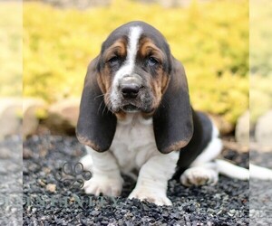 Basset Hound Puppy for sale in BIRD IN HAND, PA, USA