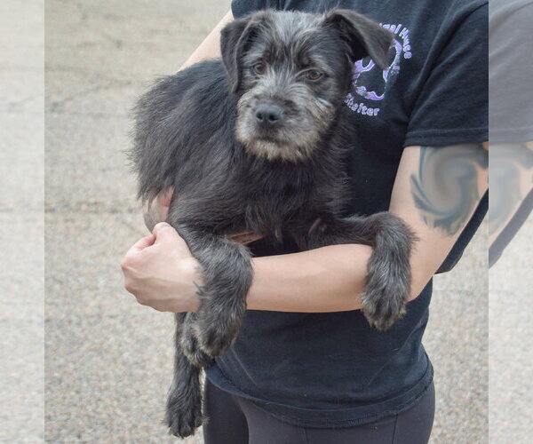 Medium Photo #4 Labrador Retriever-Unknown Mix Puppy For Sale in Huntley, IL, USA