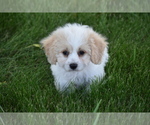 Small Photo #2 Cavachon Puppy For Sale in ELDORADO, OH, USA