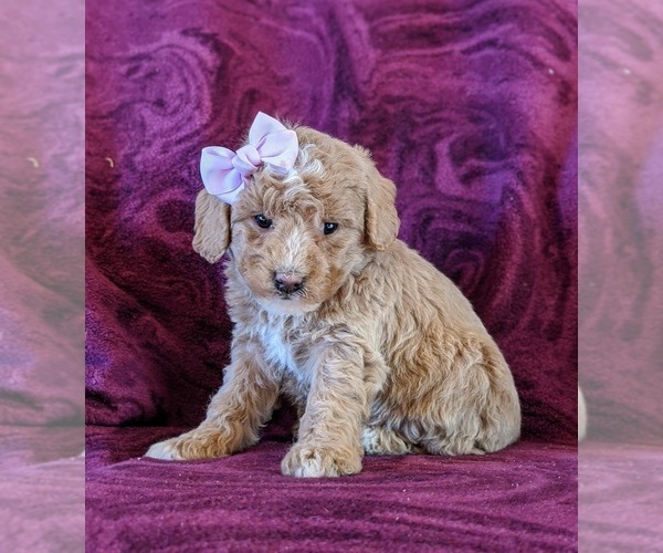 Medium Photo #3 Goldendoodle Puppy For Sale in OXFORD, PA, USA