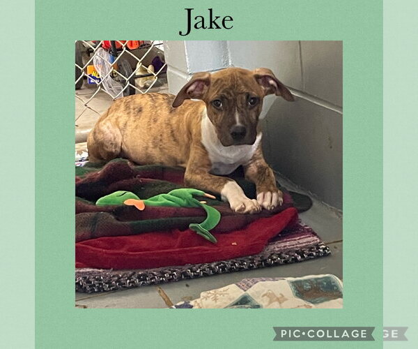 Medium Photo #1 American Pit Bull Terrier-Labrador Retriever Mix Puppy For Sale in Kewanee, IL, USA