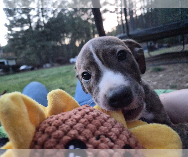 Medium Photo #5 Labrador Retriever-Unknown Mix Puppy For Sale in Holly Springs, NC, USA