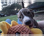 Small #4 Labrador Retriever Mix