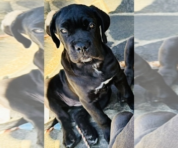 Medium Photo #4 Cane Corso Puppy For Sale in WOODLAND HILLS, CA, USA