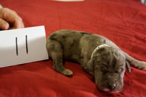 Great Dane Puppy for sale in conroe, TX, USA