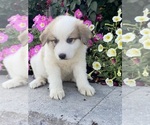 Small #5 Great Pyrenees