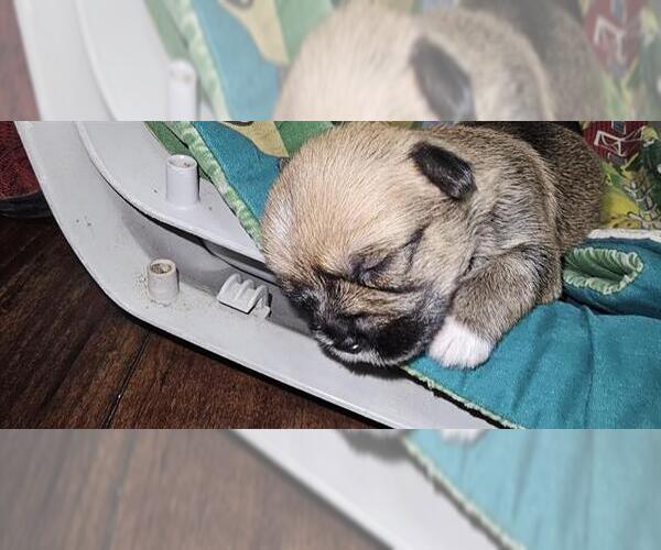 Medium Photo #1 Chihuahua Puppy For Sale in San Antonio, TX, USA