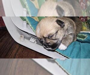 Chihuahua Dogs for adoption in San Antonio, TX, USA