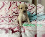 Small #4 Labrador Retriever Mix