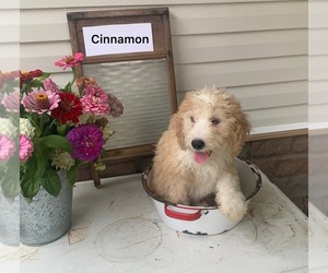 Bernedoodle (Miniature) Puppy for sale in FREDERICKSBURG, OH, USA