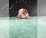 Small Photo #58 Boston Terrier Puppy For Sale in TULARE, CA, USA