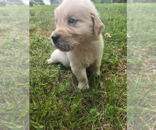 Medium Photo #9 Golden Retriever Puppy For Sale in LYNCHBURG, VA, USA
