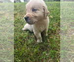Small #8 Golden Retriever