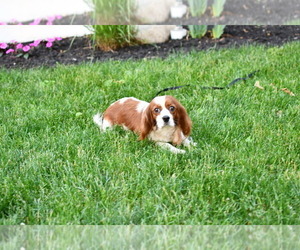 Mother of the Cavapoo puppies born on 05/03/2025