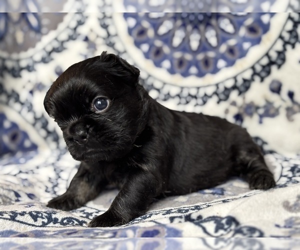 Medium Photo #5 French Bulldog Puppy For Sale in NEWTON, NJ, USA