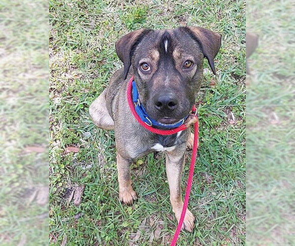 Medium Photo #2 German Shepherd Dog-Unknown Mix Puppy For Sale in Fort Lauderdale, FL, USA