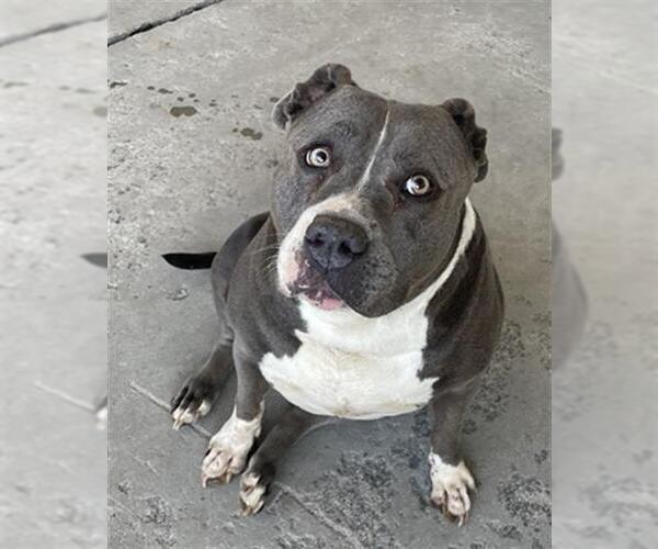 Medium Photo #2 American Pit Bull Terrier Puppy For Sale in Bakersfield, CA, USA