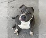 Small #1 American Pit Bull Terrier
