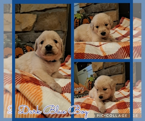 Medium Photo #1 Golden Retriever Puppy For Sale in BROKEN BOW, OK, USA