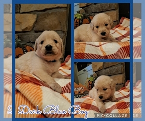 Medium Golden Retriever