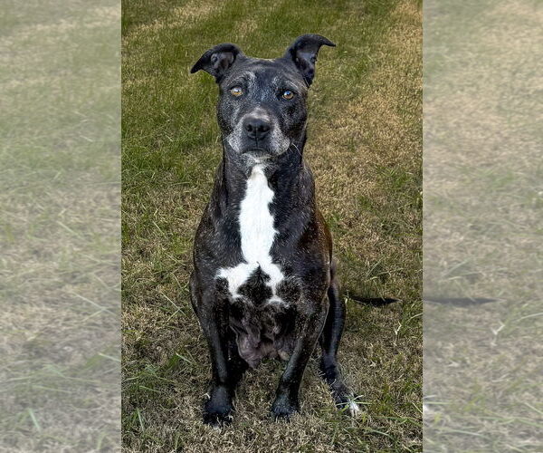 Medium Photo #5 Labrador Retriever-Unknown Mix Puppy For Sale in McKinney, TX, USA