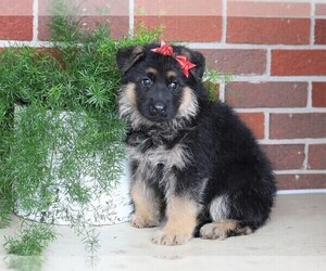 German Shepherd Dog Puppy for sale in FREDERICKSBG, OH, USA
