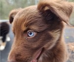 Small Photo #3 Australian Shepherd Puppy For Sale in MARIANNA, FL, USA
