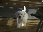 Small Photo #15 Coton de Tulear Puppy For Sale in HORSE BRANCH, KY, USA