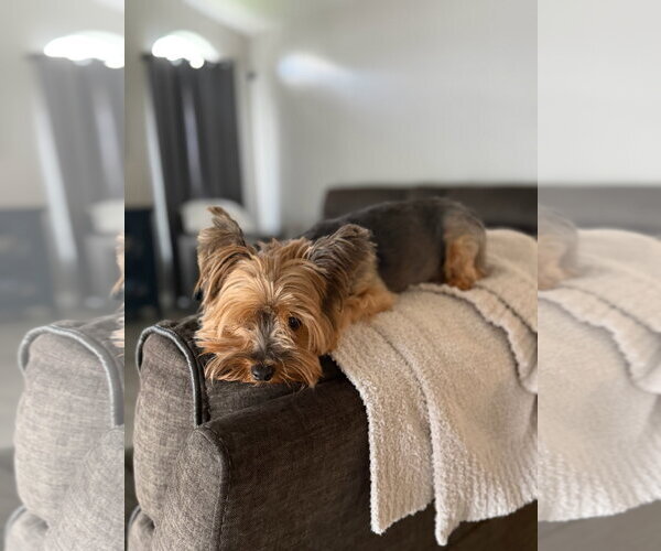 Medium Photo #5 Mutt Puppy For Sale in Orlando, FL, USA