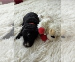 Small #106 Bernedoodle