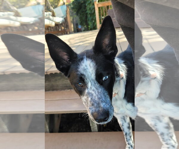 Medium Photo #7 Mutt Puppy For Sale in Sandy, UT, USA